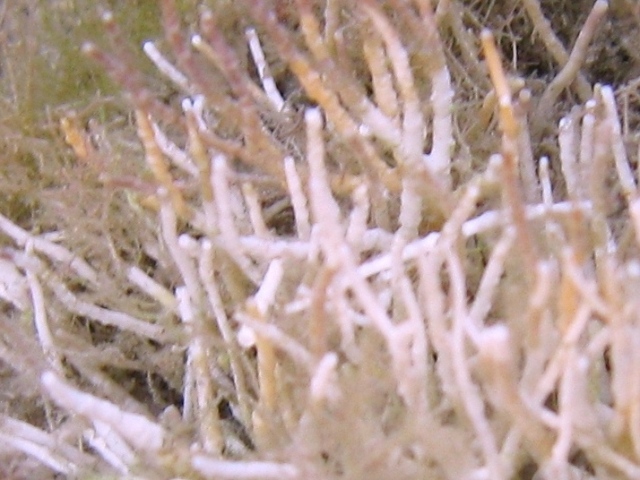 Amphiroa rigida e Tricleocarpa fragilis